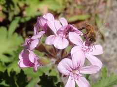 Apis mellifera