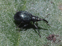 Ischnopterapion virens