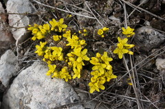 Draba cuspidata