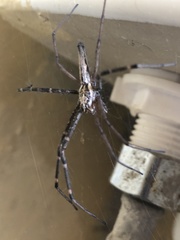 Euprosthenops