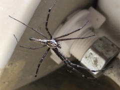 Euprosthenops