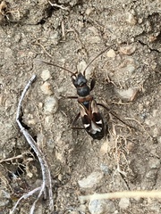 Slaterobius insignis