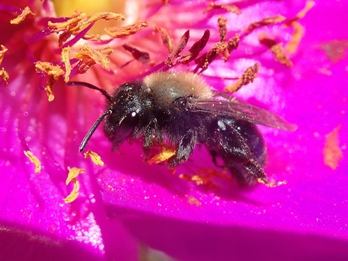 Blue-and-black Mining Bee photo 4