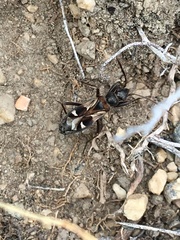 Slaterobius insignis