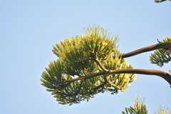 Agave atrovirens atrovirens