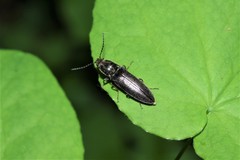 Proludius protractus