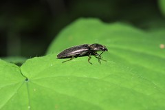 Proludius protractus