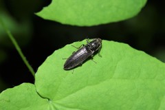 Proludius protractus