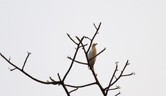Bubulcus ibis