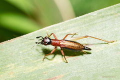 Cranistus colliurides