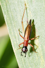 Cranistus colliurides