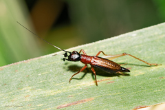 Cranistus colliurides