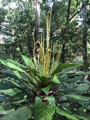Agrostistachys borneensis