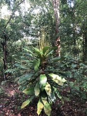 Agrostistachys borneensis