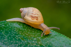 Plectostylus peruvianus