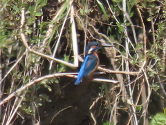 Alcedo atthis