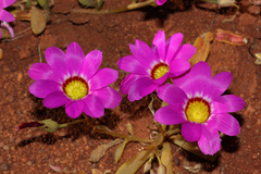 Calandrinia mirabilis
