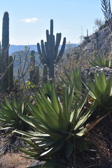 Agave convallis