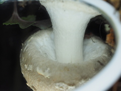 Amanita ochrophylloides