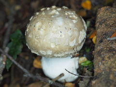 Amanita ochrophylloides