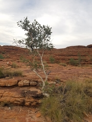 Corymbia aparrerinja