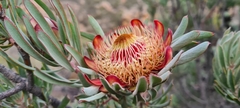 Protea canaliculata