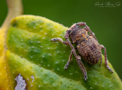 Microcleptes aranea