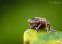 Microcleptes aranea