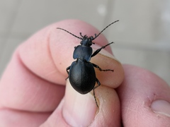 Carabus convexus