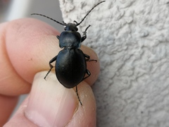 Carabus convexus