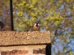 Passer domesticus