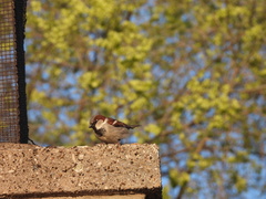 Passer domesticus