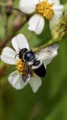 Megachile conjuncta