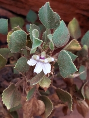 Goodenia grandiflora