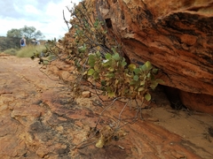 Goodenia grandiflora