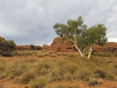 Corymbia aparrerinja