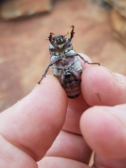 Lepidiota squamulata