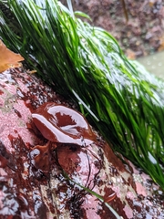 Constantinea simplex