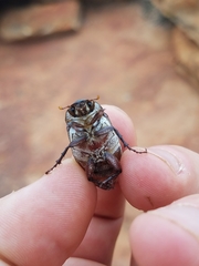 Lepidiota squamulata