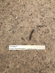 Ardices curvata