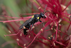 Amphylaeus morosus
