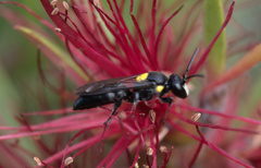 Amphylaeus morosus
