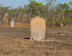 Amitermes meridionalis