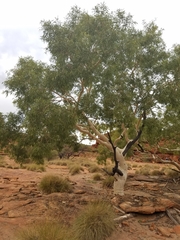 Corymbia aparrerinja