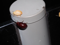 Paropsisterna octolineata