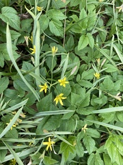 Gagea lutea