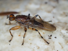 Tapeigaster annulipes