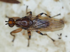 Tapeigaster annulipes