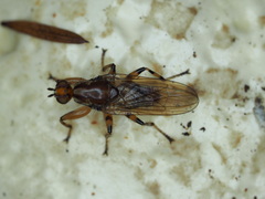 Tapeigaster annulipes