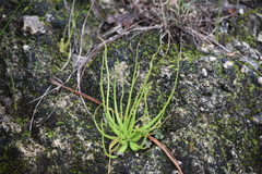 Pinguicula heterophylla
